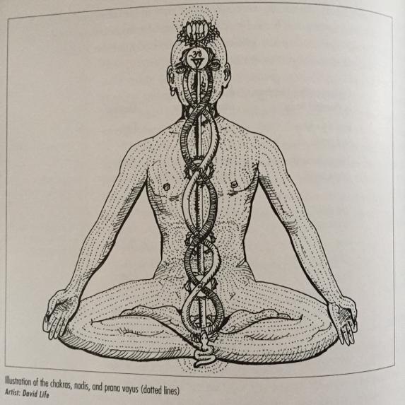 the three main nadis ida & pingala - opposing forces; pingala masculine, heating, sympathetic nervous system; ida - feminine, cooling, parasympathetic nervous system intersect at each chakra (energy