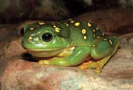 It has a similar appearance to, and can be confused with, the closely related White s Tree Frog. The Magnificent Tree Frog is a relatively large tree frog, with the males reaching a length of 10.