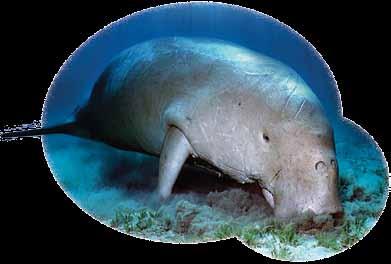 Indo- Paqësorit, edhe pse shumica e dugongëve jeton në ujërat veriore të Australisë në mes të Gjirit