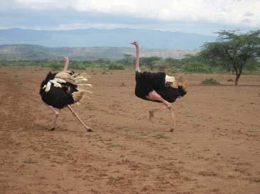 Ben DiNovo, 11 (Left) Two male ostriches running. They are truly beautiful creatures! I had never seen one before. People who know me well will readily agree that my love for traveling is no secret.