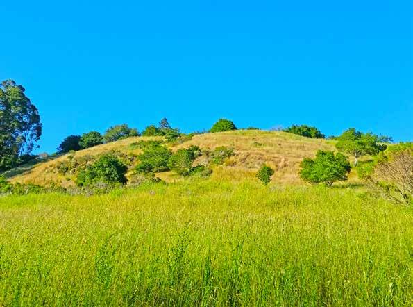 The Ashram s hillside meadows are