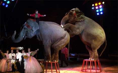 Are circus and bullfighting morally moralsk defensible?
