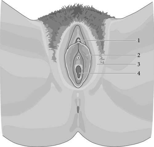 Cerviksi (#5) është pjesa e ulët e uterusit që zgjatet në majë të vaginës. Një hapje e cerviksit e quajtur os, lidh vaginën me uterusin.