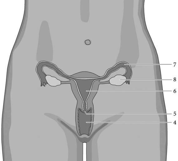 Cerviksi prodhon një sekrecion gjatë ciklit menstrual; gratë mund të mësojnë të identifikojnë periudhën e fertilitetit në përputhje me karakteristikat e mukusi, Gjatë lindjes, cerviksi shtrihet duke
