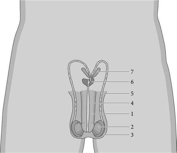 uretrës. Një valvul në majë të fshikëzës mbyllet kur penisi erektohet për të parandaluar urinimin gjatë ejakulimit.