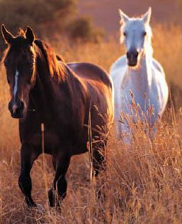 Agriculture, or the science of farming, was their main source of food. The Indians captured and tamed wild horses. By the 1700 s, hunting replaced farming as the basis of life for many plains people.