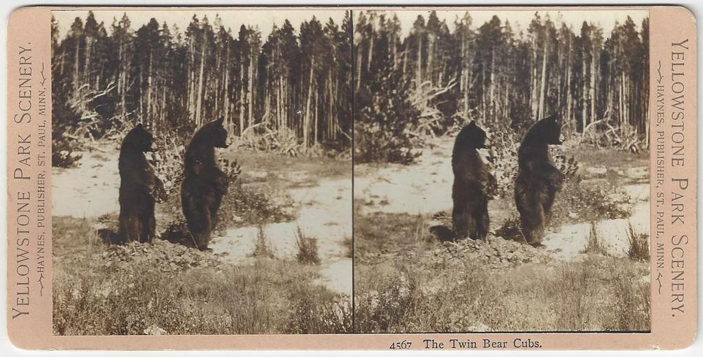 Bears in Yellowstone 14- Haynes, F. Jay. 4567 - The Twin Bear Cubs [Yellowstone]. St. Paul, MN: Haynes Publisher, (c.1900). Stereoview. Albumen photograph [8.