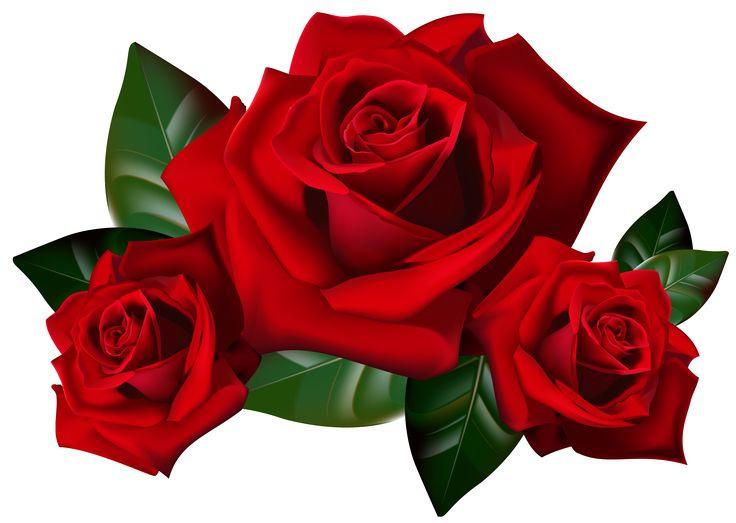 Roses For Life Knights of Columbus will be selling Roses for Life following all Masses May 13 / May 14 at the price of $3.00 each.