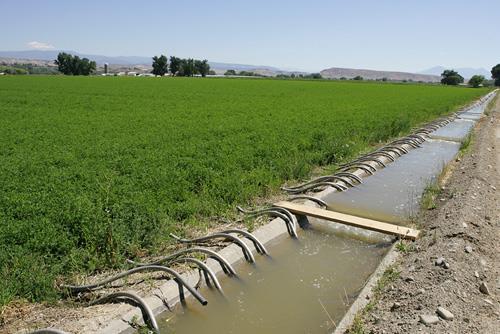 Network of irrigation ditches to be used all fall