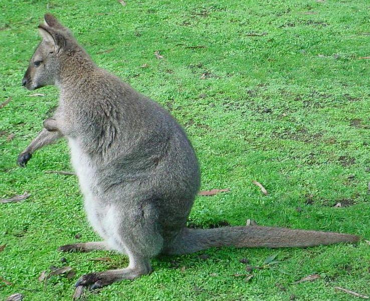 Dreamtime 6 Something darts up,. is gone... It is a sandhill wallaby. The sons throw sticks, hit the wallaby, break its leg. It limps off giving words in song, "I've grown lame.