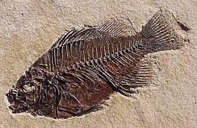 FOSSILS The fossil record is incomplete, not giving enough evidence for evolution.