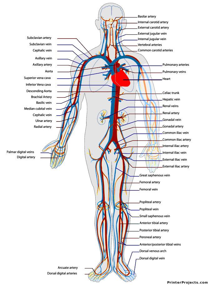 2 Circulatory System Keywords: blood, blood