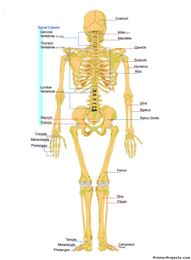 4 Skeleton (Back)