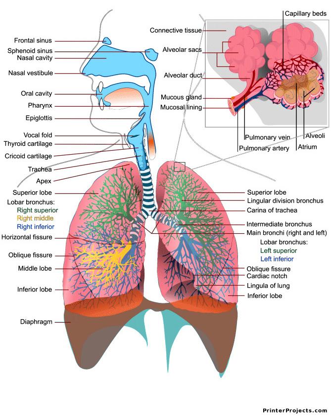 6 Respiratory System Keywords: