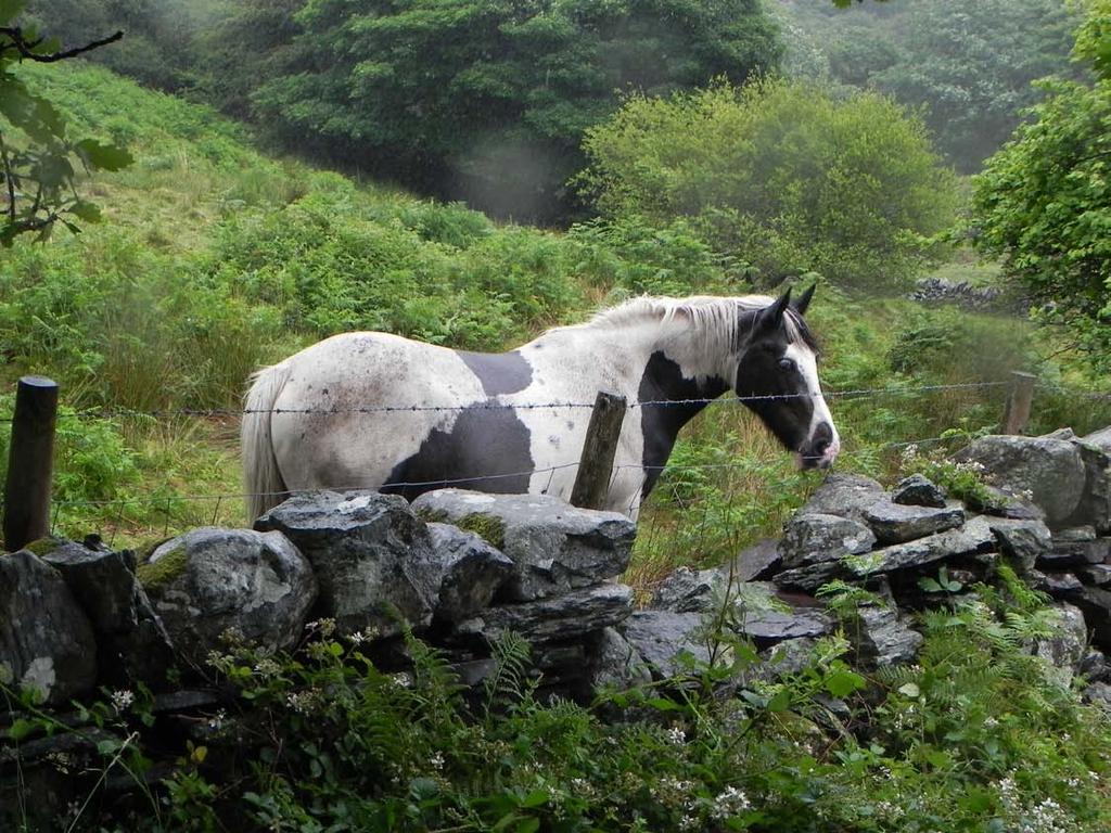 A Welsh pony,
