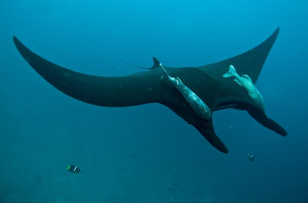 CLOCKWISE FROM FAR LEFT: Black manta with a couple of remora hitching a ride; Diver and manta at the surface; Manta portrait of the smallest to travel between interesting zones.