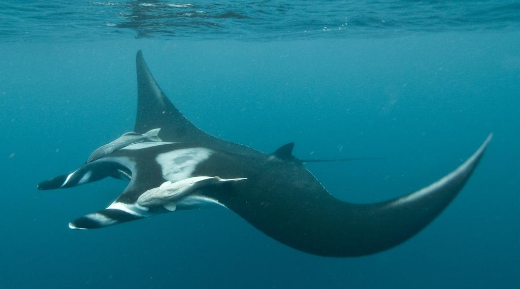 THIS PAGE: Portraits of mantas at depth and at the surface could supply some funding by paying a cost covering fee, and they would also bring some much needed biology knowledge to the field.