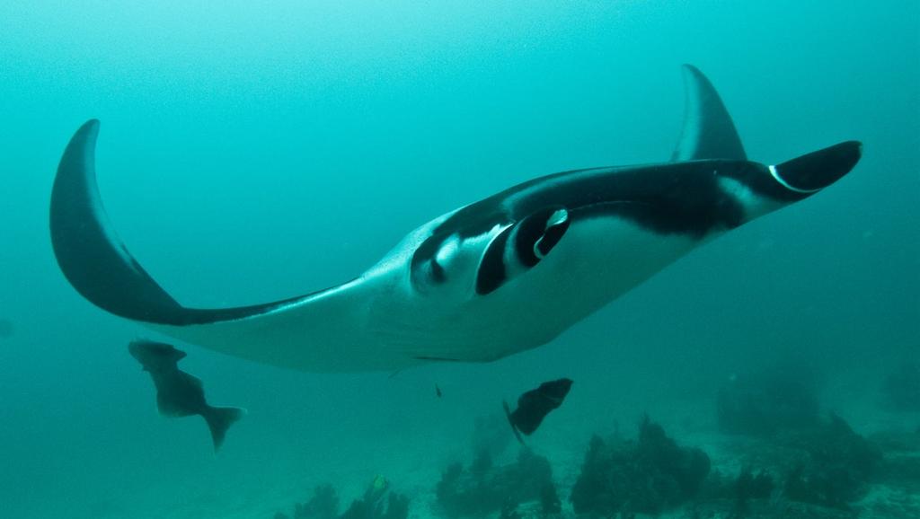 CLOCKWISE FROM FAR LEFT: Curious manta; Diver takes image to identify manta; Example of image that identifies an individual manta and its sex in this case, male; Manta portrait Conservation Although