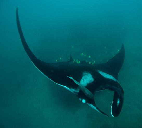 The sites most frequented by the mantas at the island are only three main points, and the coral patches on those sites that hold the cleaning fish amount to probably less than two football pitches in