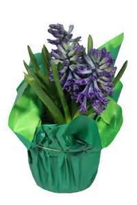 .. Number to Keep and/or Number to Deliver to Shut-in Hyacinths.