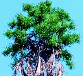 tree species found in Trombay