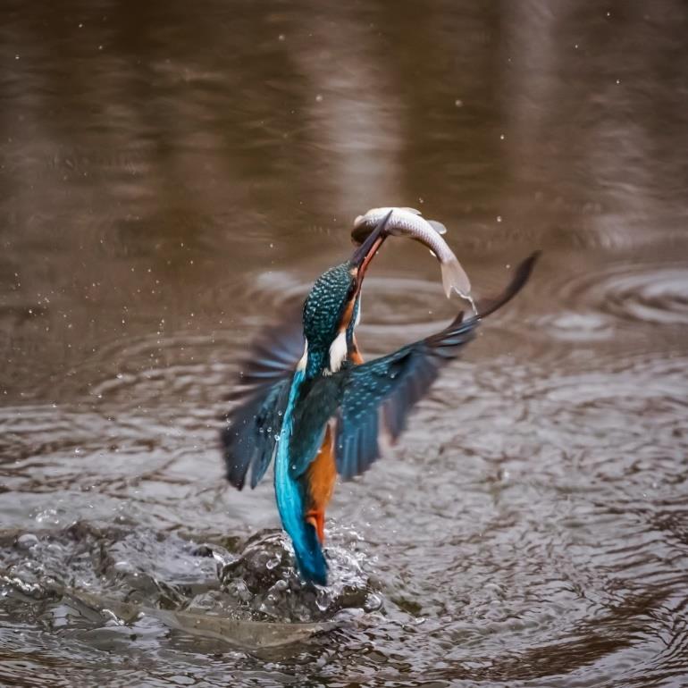 Kingfisher faith In a video on his publisher s website, Eugene Peterson tells of watching a kingfisher repeatedly dive for fish in a lake.