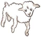 But it was rejected too, just like the others. This one is too old. I want a sheep that will live a long time.