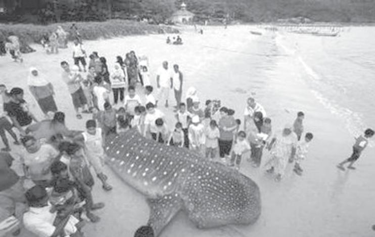 Villagers gather around a dead whale shark at Teluk Bahang fishing village, 400 km (250 miles) north of Kuala Lumpur, in Malaysian state of Penang on 2 Jan, 2009. The 6.