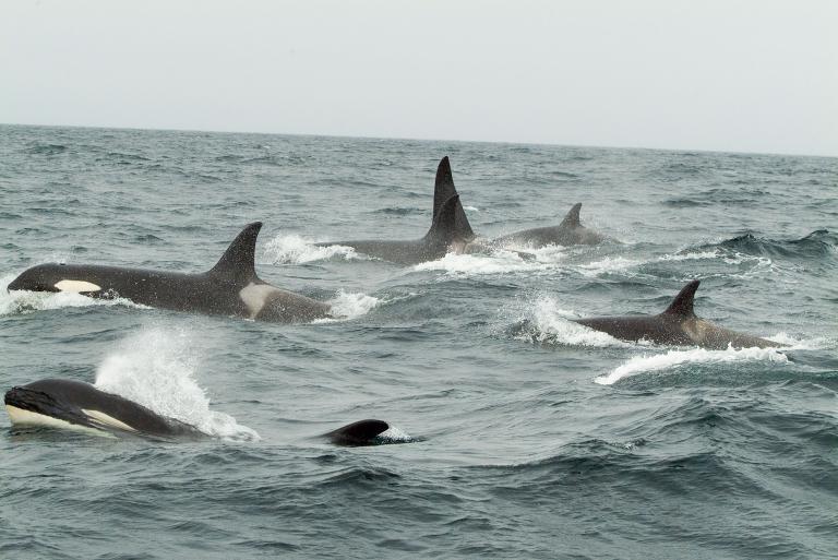 The Orca are one of the most beautiful Whales in the world with their striking black and white contrast.