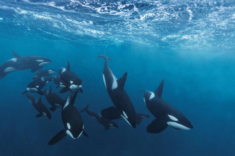I look forward to assisting those that are called to this Spiritual Orca Journey to activate their telepathic abilities with the Orcas and to open to receive their amazing healing energies.