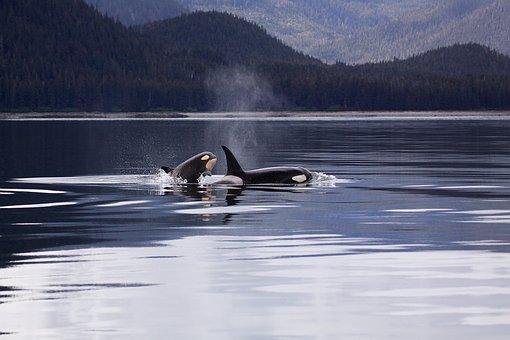 1. Create a deep and powerful connection with the Orca Whales - Meet them on 4 different boat trips to see their pods and connect to them from your heart! 2.