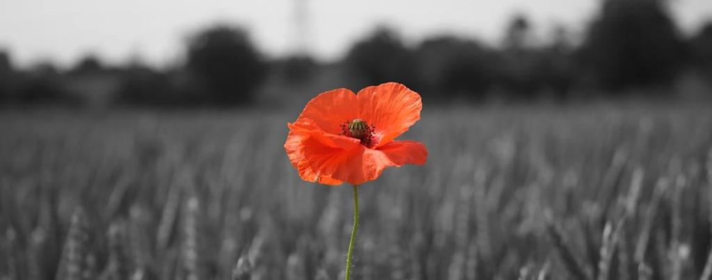WW1 CENTENARY The Royal British Legion marked the centenary of the First World War (2014 to 2018) with