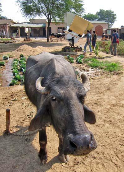 Left: Amrit Sagar s ever-vigilant water buffalo protecting the organic cabbage patch from any
