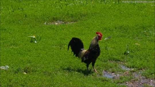 Researchers have found that roosters crow like clockwork when they see the sun.