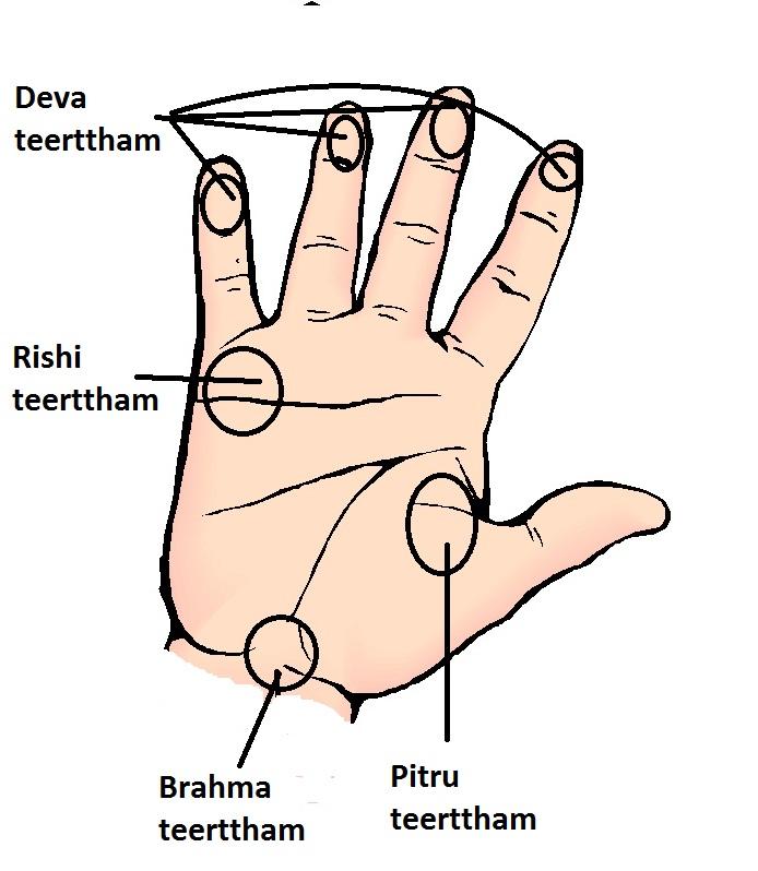ज प त पत द वत थ यन म त The base of the little finger is called prajapati teertha or Rushi teertha.