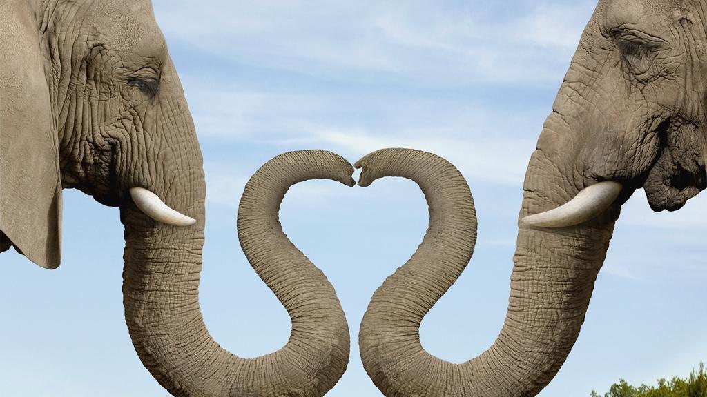 The Elephant Rope http://www.livin3.