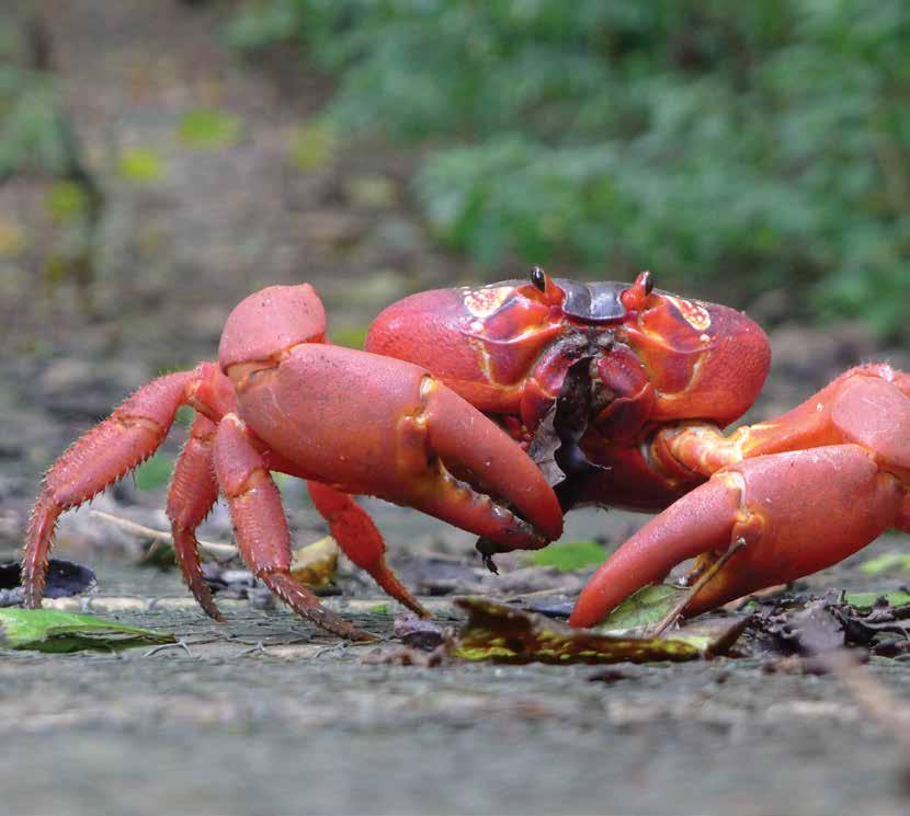 RESCUING THE RED OF CHRISTMAS The Christmas Island red crabs are known for both their great size and swarming numbers, and every year migrate en masse from the forest to the cliffs to spawn.