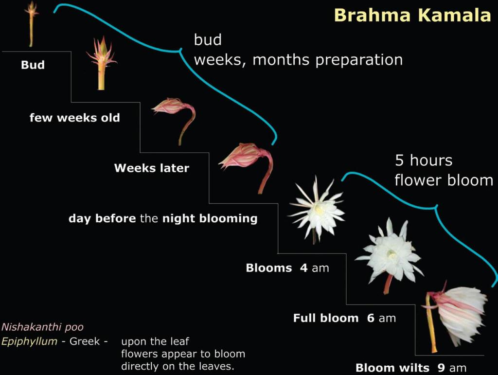 Brahma kamalam and its stages We too have evolved after a very long time since the Big Bang.
