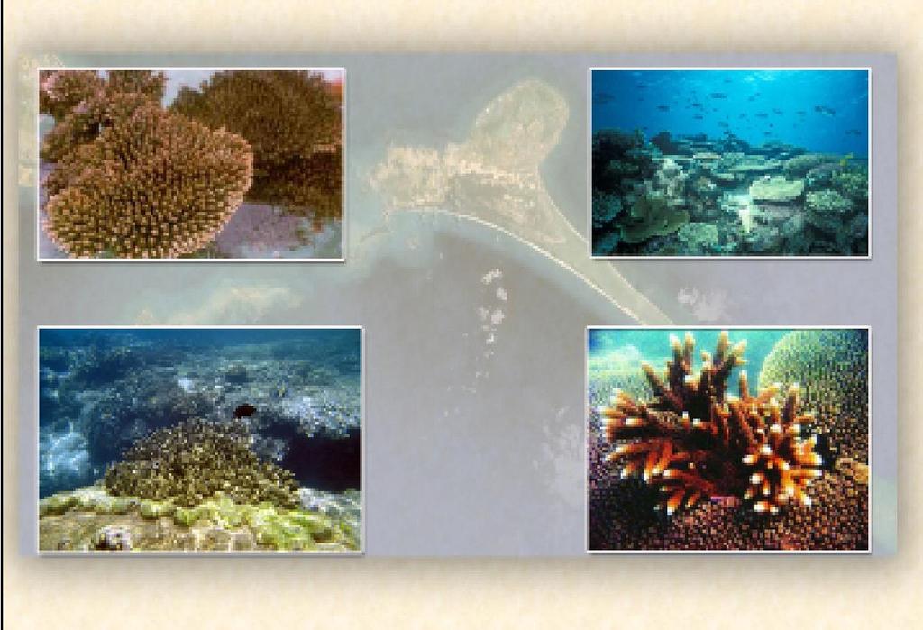 108 types. Just a little bit below the sea level these coral reef grow at the rate of 2.5 cm per annum.