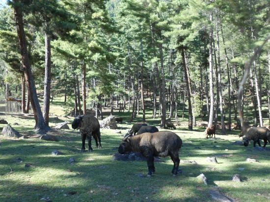 Local legends attribute the creation of these animals in Bhutan by a 15th century saint name Drukpa Kunley, popularly known as the Divine Madman.