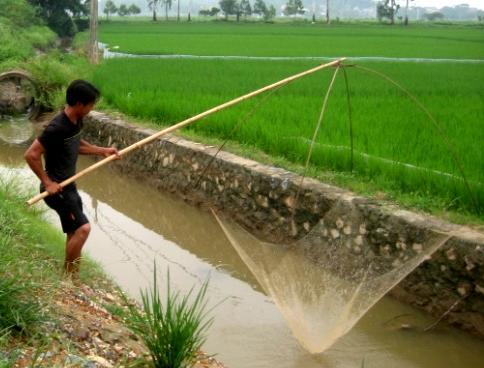 Fishing in a small canal using the Chinese fishing net
