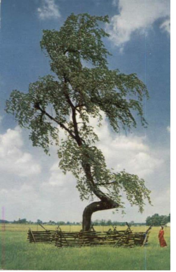 Near that tree in Upper Sandusky, OH, another marker Tree existed that we found years ago on an old Post Card issued by