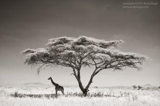 PHOTO OF THE WEEK Giraffe under an Acacia tree Serengeti National Park, Tanzania Photograph by: Andy