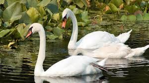 What type of argument is being made? induc0ve* arguments use specific cases as evidence (premises) from which to draw general conclusions E.g., 1. All the swans we have seen are white. 2.