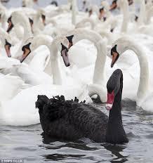 The Problem of InducKon Consider a slightly different induckve argument: 1. All the swans we have seen are white. 2. Therefore, all swans are white.