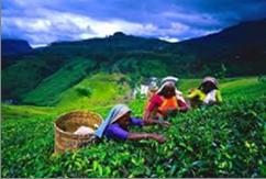 fishing on Lake Gregory. You can also visit a working tea factory where the slow-growing tea bushes of this highland region produce some of the world's finest Orange Pekoe tea.