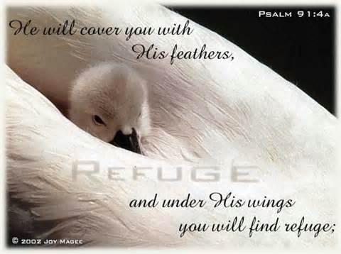 Pray Psalms 91 for protection, health, long life Psa 91:4 He shall cover thee with his feathers, and under his wings shalt thou trust: his truth shall be thy shield and buckler.