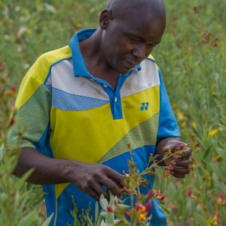 How can a tiny pea change lives? Pigeon peas give poor farmers like Frank hope for the future. This easy to grow crop is high in protein and resistant to drought. It can be lifesaving in Malawi.