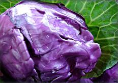 Red Cabbage Plant pigments called anthocyanins provide fruits and vegetables