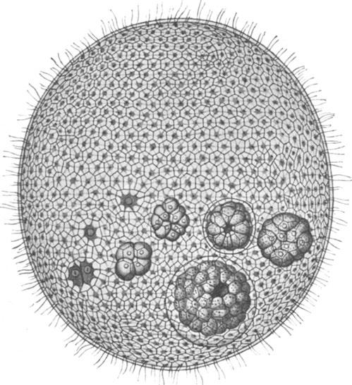 Volvox globator Ehrenberg. An adult asexual colony, highly magnified. The hexagonal areas represent the gelatinous coats of the individual cells in surface view.